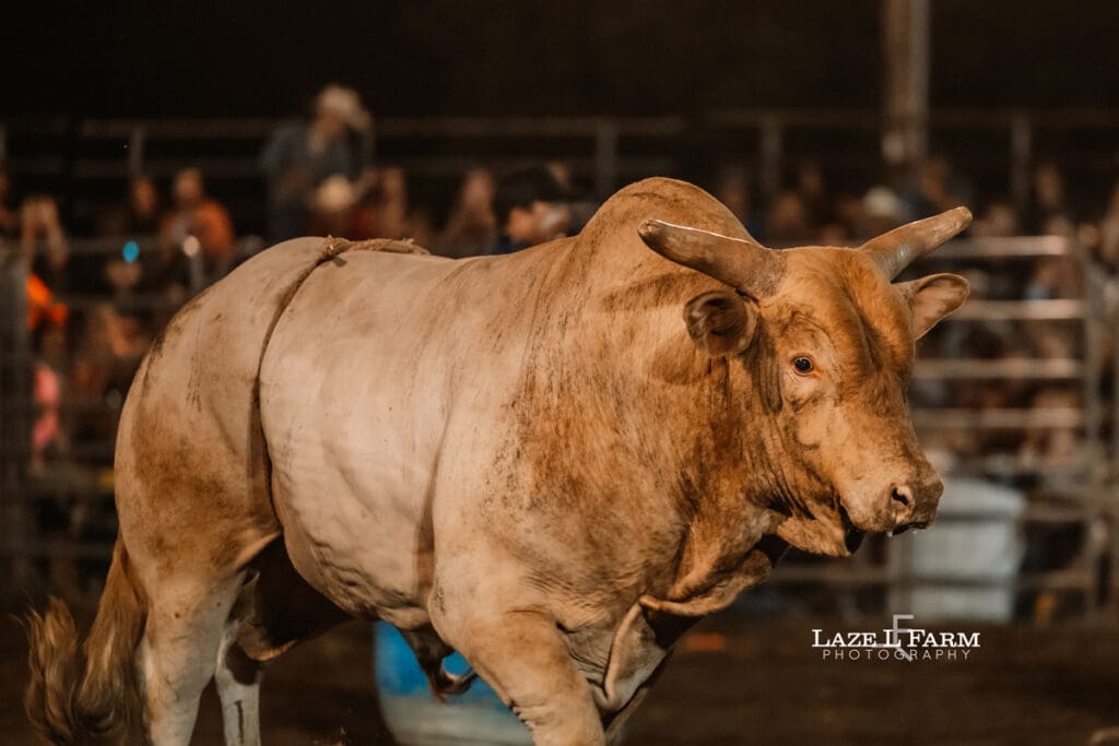 One of the bulls at the Cleveland Rodeo while Laze L Farm Photography takes pictures