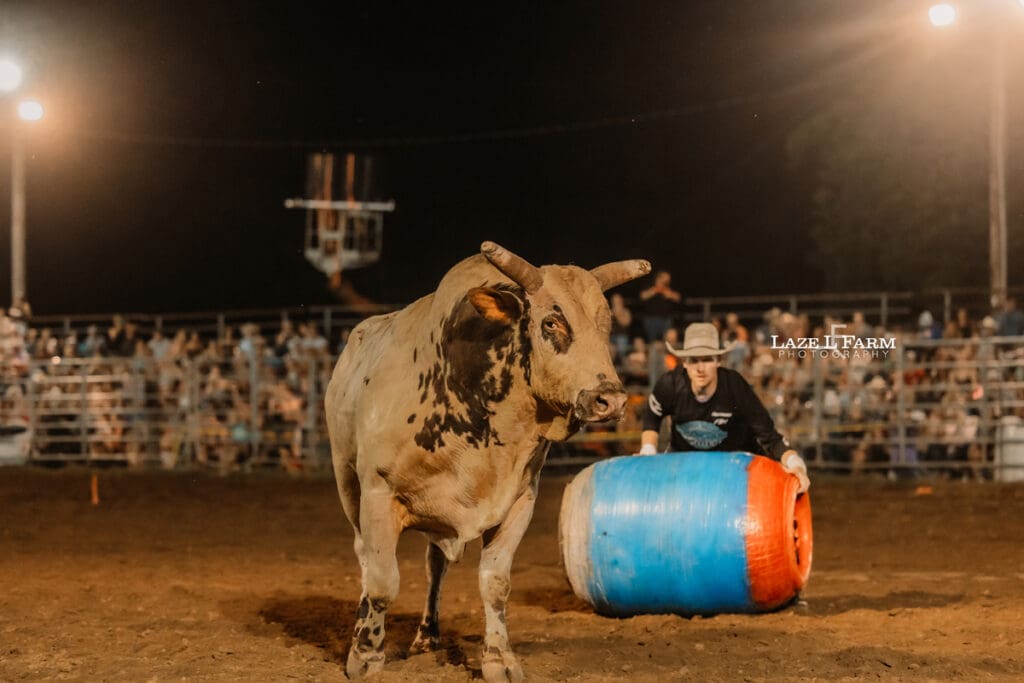 Bulls at the Cleveland Rodeo while Laze L Farm Photography takes pictures