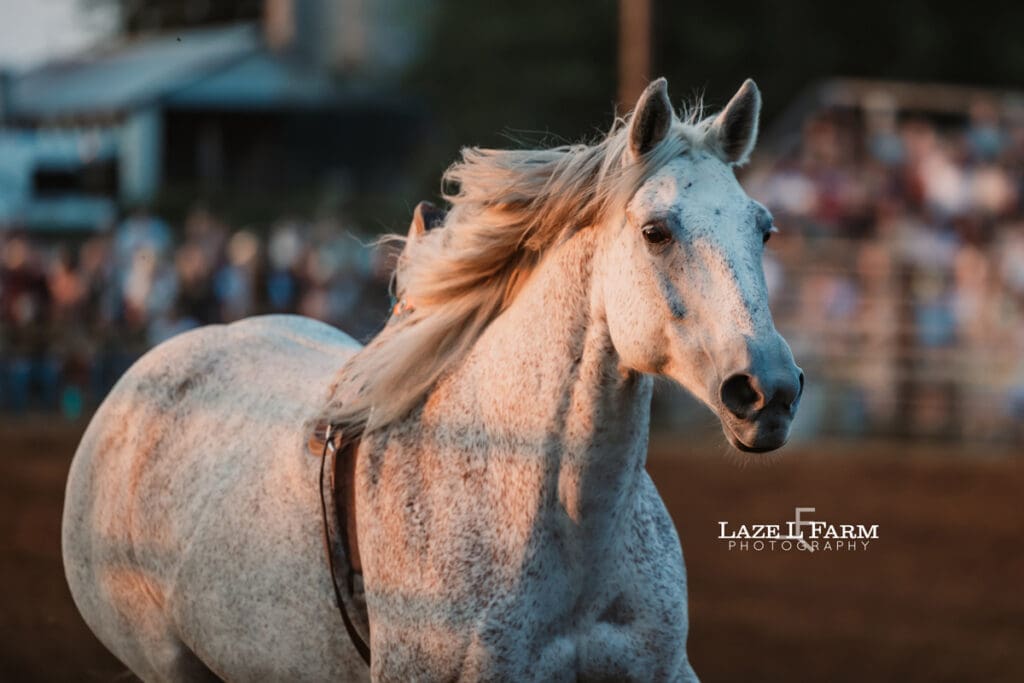 One of the broncs at the Cleveland Rodeo with pictures by Laze L Farm Photography