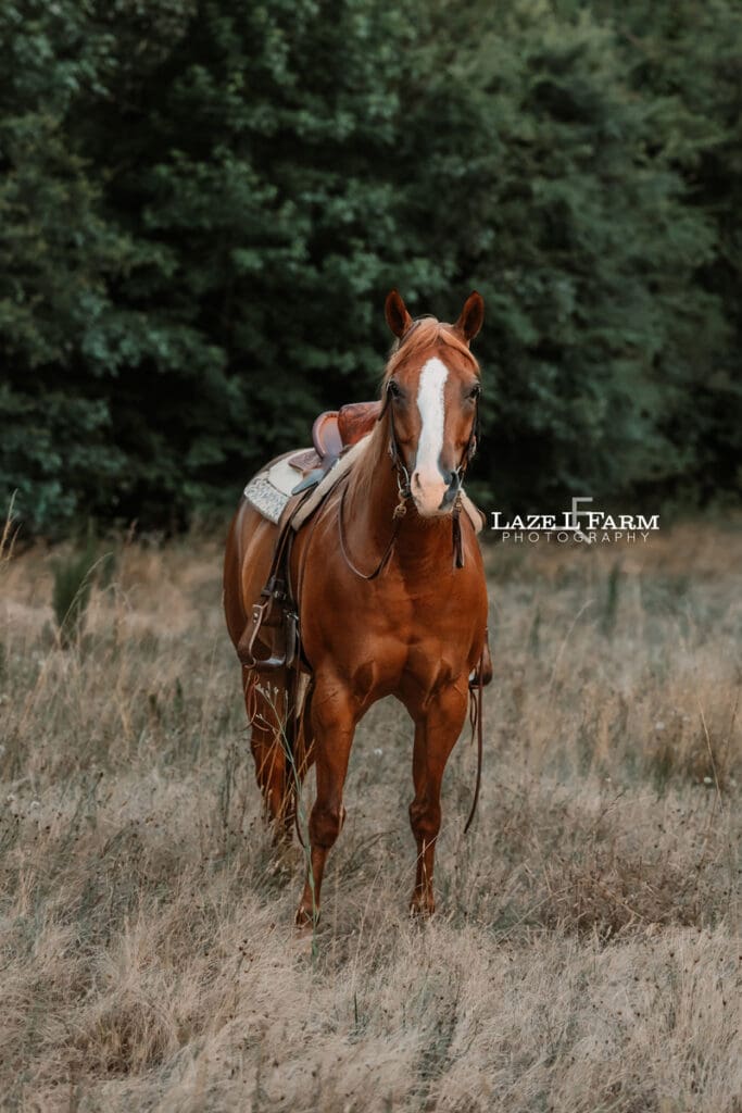 A horse standing in a field saddled during a photoshoot with Laze L Farm Photography