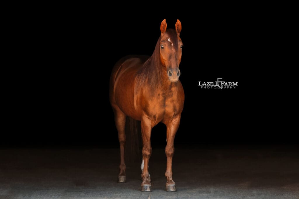 A reining bred quarter horse standing in the edge of a barn for a photoshoot with Laze L Farm Photography